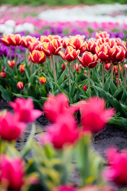 gyönyörű virágzó színes tulipán mező - Fotó, kép