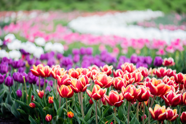 kaunis kukkivat värikäs tulppaanit kenttä
 - Valokuva, kuva
