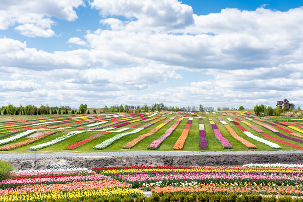 colorful tulips field with blue sky and clouds - Fotó, kép
