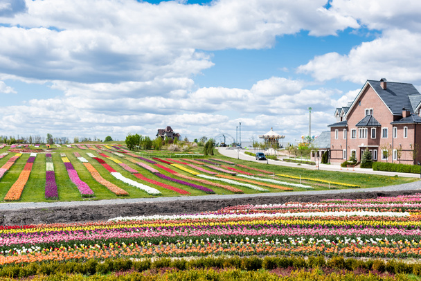 casa cerca de coloridos tulipanes campo con cielo azul y nubes
 - Foto, imagen