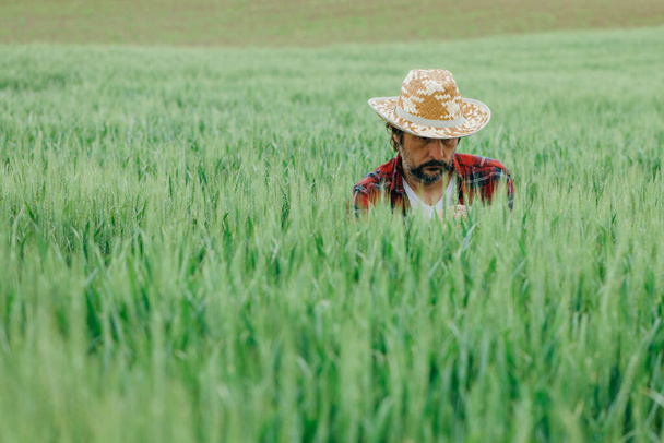Agronomist examining green wheat crop development in field, adult male farm worker with straw hat and plaid shirt working on farmland - Foto, Bild