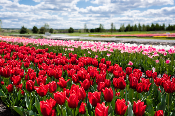 selective focus of colorful tulips field with blue sky and clouds - 写真・画像