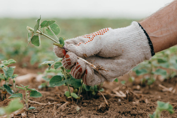 Agronomist examining soybean seedling in field, close up of hand holding Glycine Max sprout, selective focus - Foto, immagini