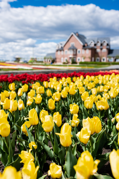 enfoque selectivo de campo de tulipanes coloridos y casa
 - Foto, Imagen