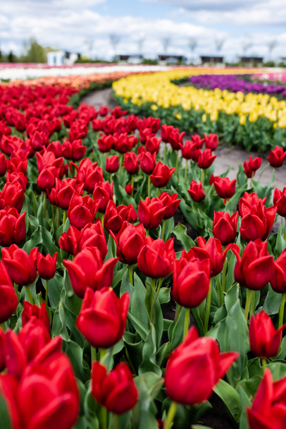 selective focus of colorful tulips growing in field - Fotó, kép