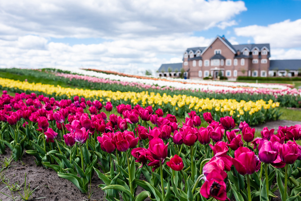 selective focus of colorful tulips field and house - Foto, Imagen
