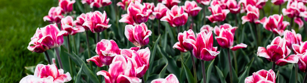 hermoso rosa tulipanes de colores que crecen en el campo, tiro panorámico
 - Foto, Imagen