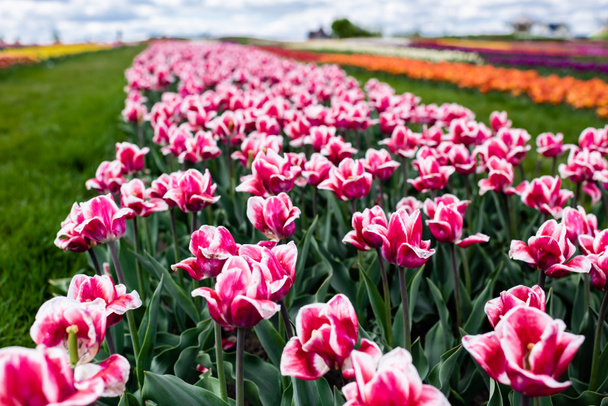 selective focus of pink colorful tulips growing in field - Fotografie, Obrázek