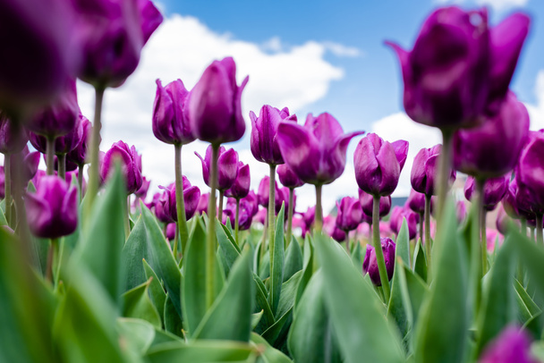 Selektiver Fokus bunter lila Tulpen gegen blauen Himmel und Wolken - Foto, Bild
