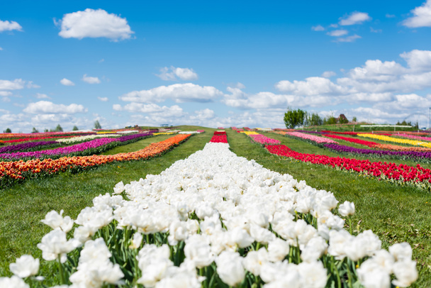 selective focus of colorful tulips field with blue sky and clouds - Фото, зображення