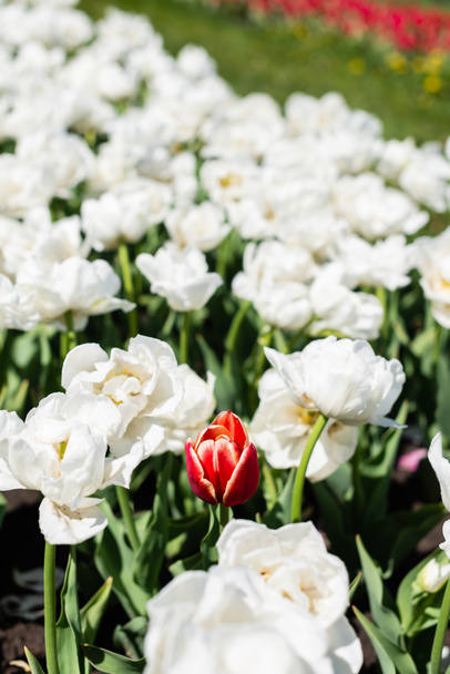 selektywne skupienie czerwonych i białych tulipanów rosnących na polu - Zdjęcie, obraz