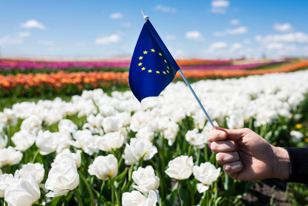 cropped view of man holding flag of Europe near colorful tulips field and blue sky with clouds - Фото, зображення