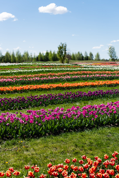colorful tulips field with blue sky and clouds - Zdjęcie, obraz