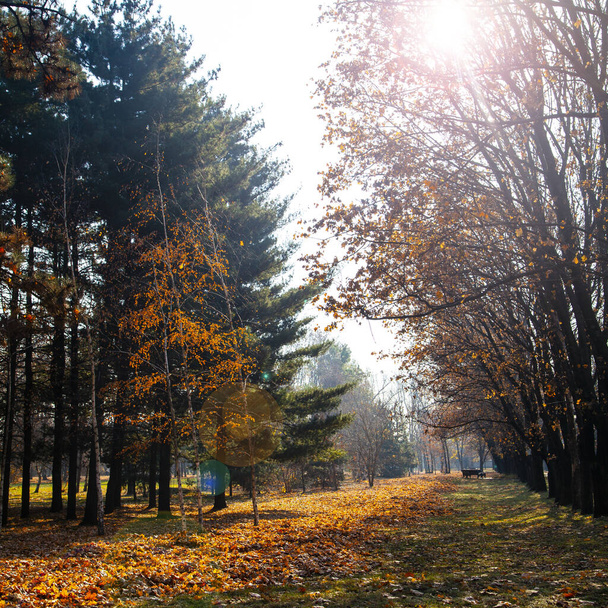 Beautiful autumn park. Beautiful fall landscape.Fallen leaves on the ground. - 写真・画像