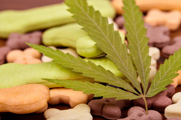 Bone shaped cookies treat dog biscuits, pet food, CBD cannabis, cannabidiol. Green leaf hemp closeup - Photo, Image
