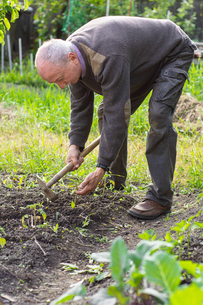 Mies viljelijä työskentelee kuokan kanssa kasvipuutarhassa, kuokkimalla maaperää tomaattikasvien lähellä
 - Valokuva, kuva