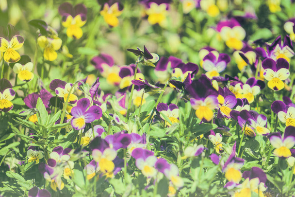 Bright lilac and yellow flowers of pansies. Sunny summer meadow - Photo, Image