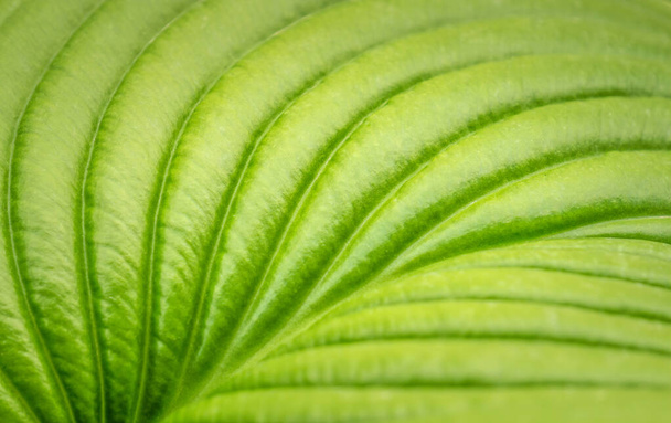 Texture of a bright fresh leaf of lily. Natural green background - Photo, Image