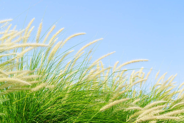 Hierba de cuarto o Imperata cilíndrica Beauv de hierba de pluma en la naturaleza agente azul cielo. - Foto, Imagen