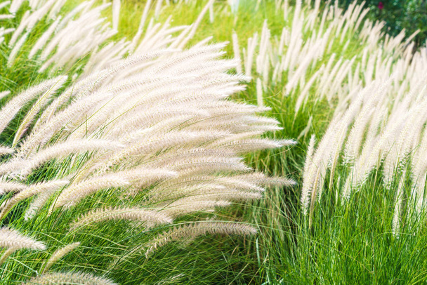 Imperata cylindrica Beauv o Fourtain hierba de hierba de plumas en la naturaleza
 - Foto, Imagen
