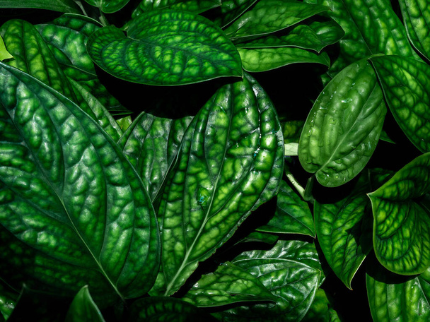 Hojas verdes de fondo. Hermosas plantas tropicales textura
. - Foto, Imagen