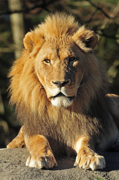 Leijonakuningas - Valokuva, kuva