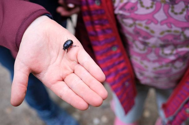 Persoon die een zwarte kever buiten op de palm van zijn hand houdt in een concept van waardering voor insecten en de natuur - Foto, afbeelding