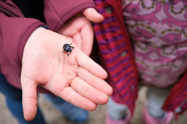 Jovem segurando um pequeno besouro preto na palma aberta de sua mão ao ar livre em uma visão de perto conceitual da consciência da natureza e insetos
 - Foto, Imagem