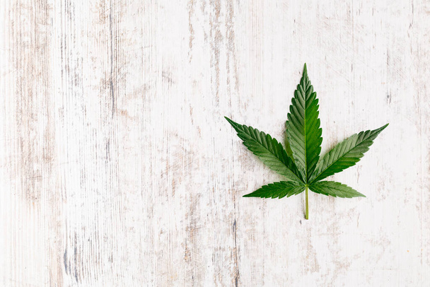 Cannabis is a standoff between a drug and a medicine. Green background of leaves.Close-up young hemp. Medicinal indica with CBD.Green cannabis leaves isolated on white background. - 写真・画像