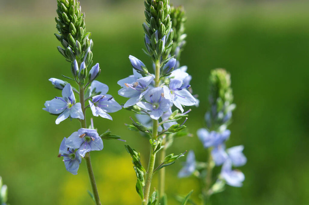Wiosną prostaty Veronica kwitną na wolności wśród traw - Zdjęcie, obraz
