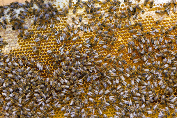 Closeup of a frame with a wax honeycomb of honey with bees on them. Apiary workflow. - Photo, Image