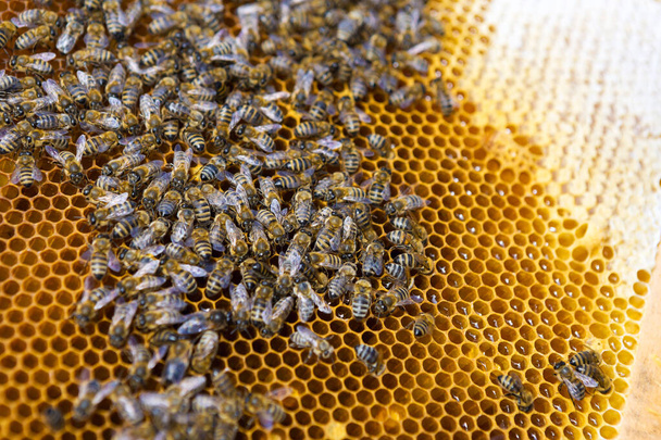 Primer plano de un marco con un panal de miel de cera con abejas en ellos. Flujo de trabajo atípico. - Foto, imagen