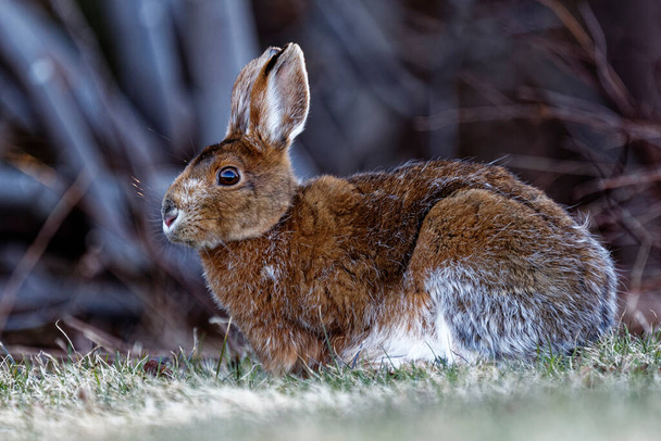 A Snowshoe Hare in a field near a forest. - Photo, Image