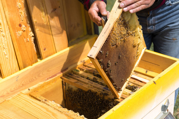 Un granjero en un colmenar de abejas sostiene marcos con panales de cera. Preparación prevista para la recogida de miel. - Foto, Imagen