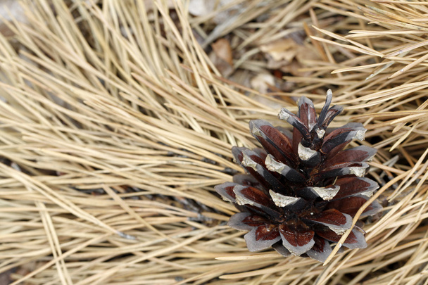 Pine cone - Фото, изображение