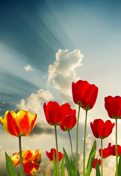 piękne wiosenne kwiaty - Zdjęcie, obraz