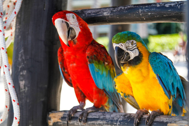 Twee gekleurde papegaaien bevestigd aan een houten reling met een touw ernaast - Foto, afbeelding