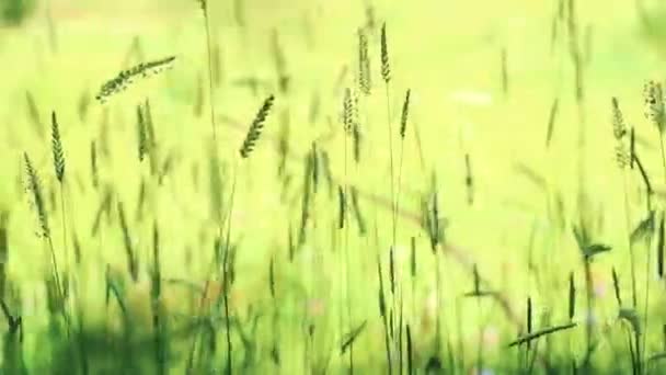 Летняя трава качается на лугу
 - Кадры, видео