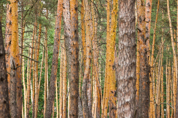 hodně borovic v lese - Fotografie, Obrázek