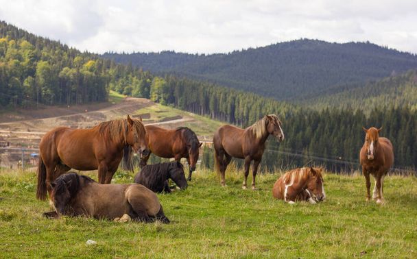 herd of horses in the mountains - Fotografie, Obrázek