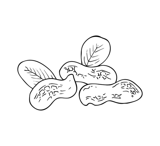 Ilustração de amendoim desenhada à mão isolada sobre fundo branco. Esboço de tinta de nozes. Imagem vetorial de amendoins com casca
. - Vetor, Imagem