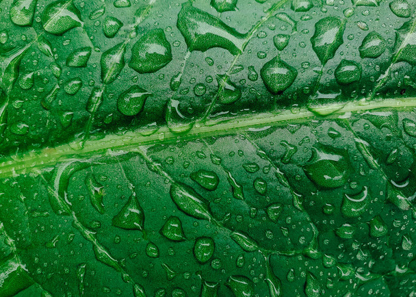 Groen blad met druppels regenwater. Natuur blad achtergrond - Foto, afbeelding