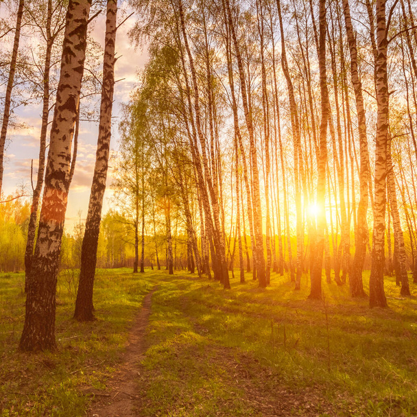 Zachód słońca lub świt w wiosennym lesie brzozowym z jasnymi młodymi liśćmi świecącymi w promieniach słońca, cieniami drzew i ścieżką. - Zdjęcie, obraz