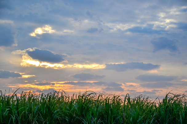 suikerriet veld - Foto, afbeelding