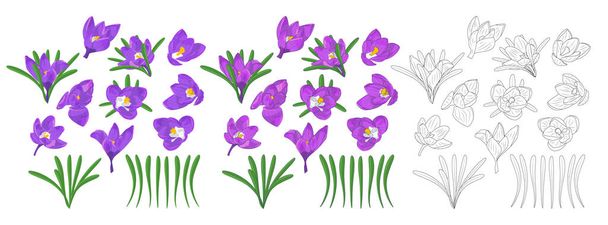 Ręcznie rysowane fioletowe, liliowe i monochromatyczne kwiaty krokusa kliparty. Element kwiatowy. Odizolowany na białym tle. Ilustracja wektora - Wektor, obraz