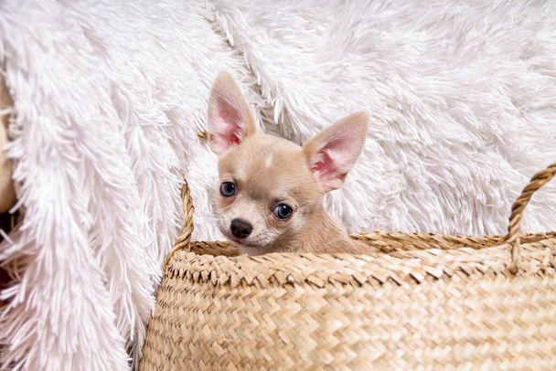 Leichter Chihuahua-Welpe sitzt im Weidenkorb auf weißem Hintergrund und blickt in die Kamera. - Foto, Bild