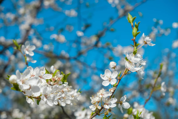 Apple blossom close up, bright nature and sky. - Фото, изображение