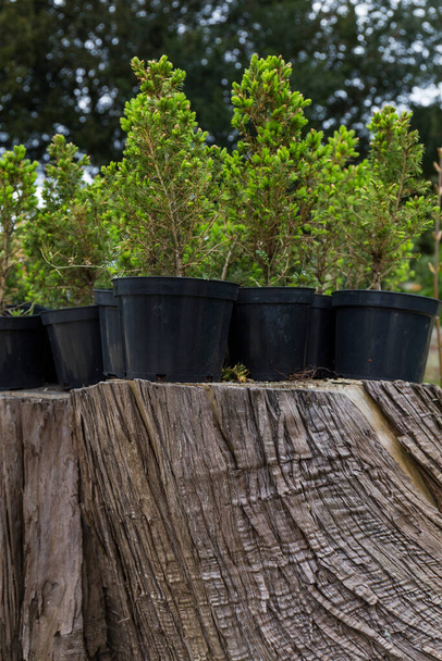 joukko kasveja istutettu mustiin ruukkuihin sijoitettu kanto kaadetun puun - Valokuva, kuva