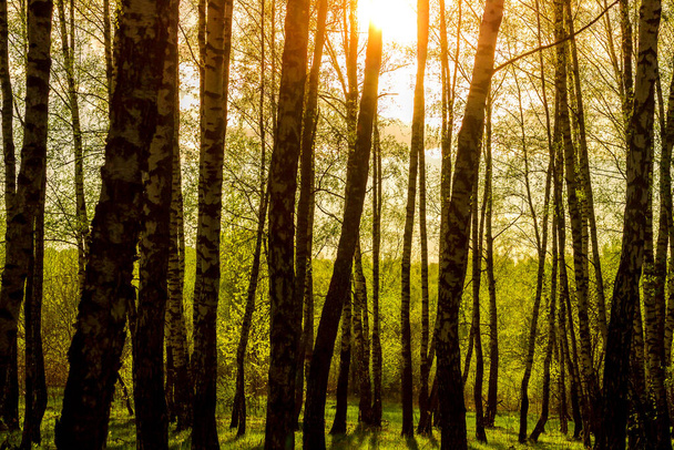Naplemente vagy hajnal egy tavaszi nyírfa erdőben, fényes, fiatal lombozattal, mely a nap sugaraiban ragyog, és árnyékok a fákról.. - Fotó, kép