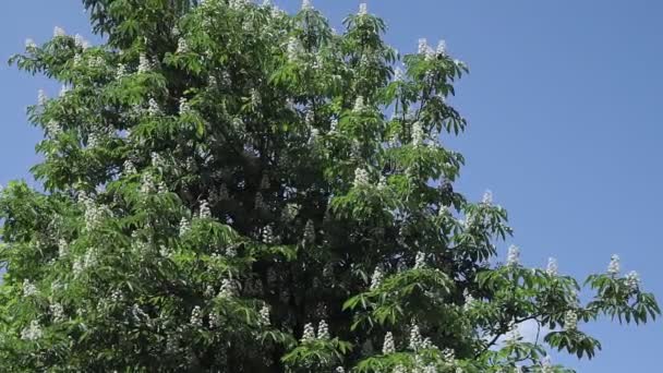 chestnut trees bloom in spring - Footage, Video